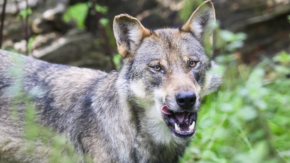 In Vorarlberg ist ein Wolf geschossen worden.