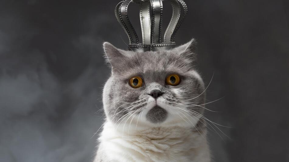 Katzenkönig