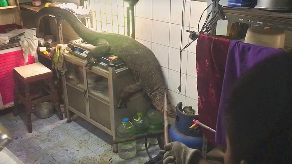 „Godzilla“ im Haus: Paar entdeckt Riesenwaran in der Küche
