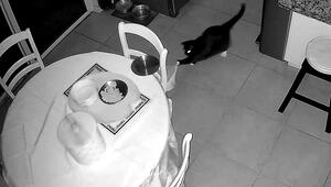 Freche Katze zieht an Tischdecke – und erlebt Riesenschreck