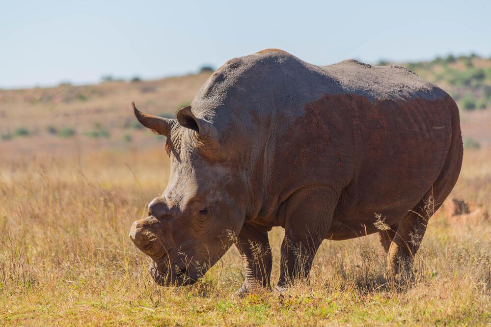 Nashorn, Enthornung, Wilderei, Artenschutz, Wildtierschutz