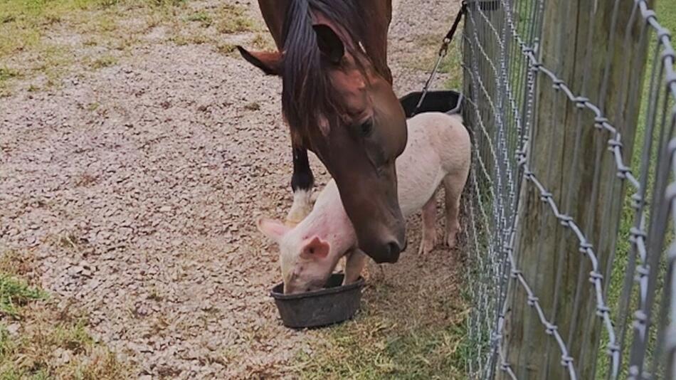 Tierfreundschaft auf der Kippe: Schweinchen zeigt Pferd am Futternapf die Grenzen auf