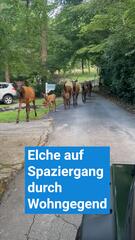 Elche auf Spaziergang durch Wohngegend
