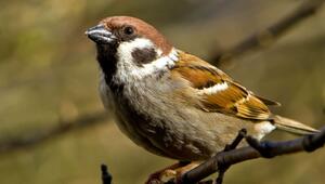 Kleiner Sperling mit braunem Kopf, schwarzem Kinnfleck und weißem Wangenbereich sitzt auf einem ...