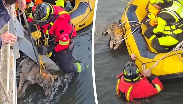 Tierrettung in Italien: Feuerwehr befreit hilflosen Wolf aus Kanal