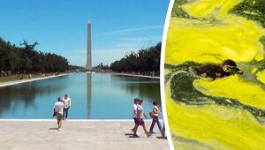 Totes Entenküken im „Reflecting Pool“ – Trump droht „Vandalen“ mit Gefängnis