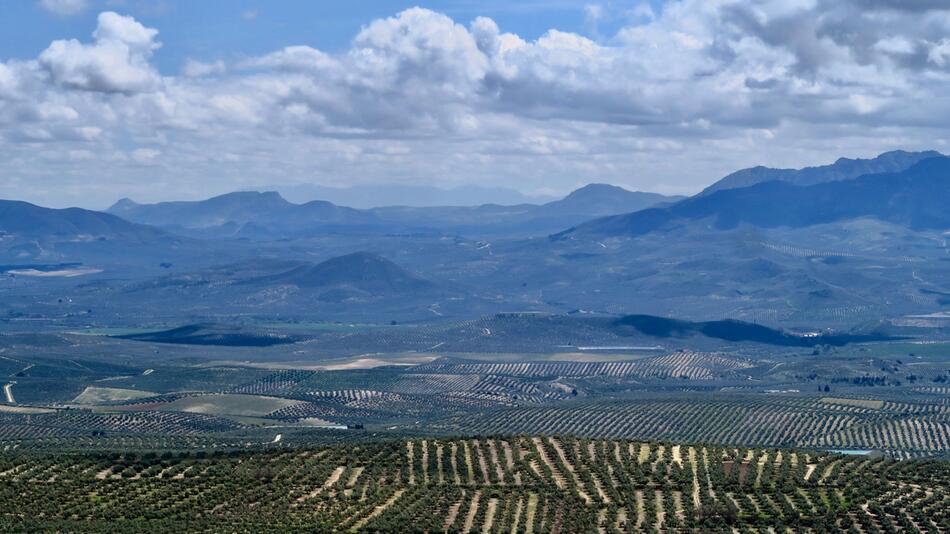 Olivenplantagen in Jaén