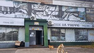 Straßenhunde in Tschernobyl