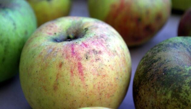 alte Apfelsorten Boskoop