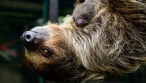 Nachwuchs bei den Faultieren im Vogelpark Walsrode