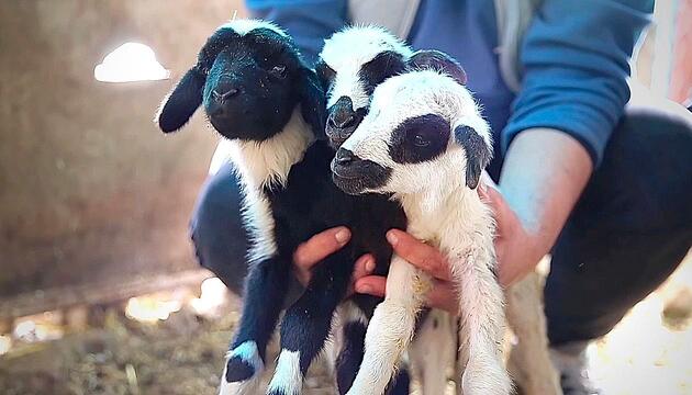 Sensation auf dem Bauernhof: Schaf bringt neun Lämmer zur Welt