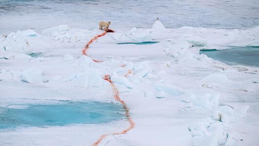 Eisbär mit Beute, die eine Blutspur durch den weißen Schnee zieht