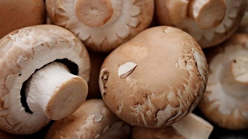 champignon