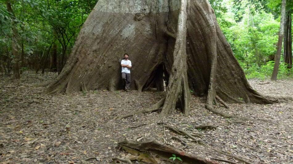 Baumringe erzählen von veränderten Niederschlägen im Amazonas