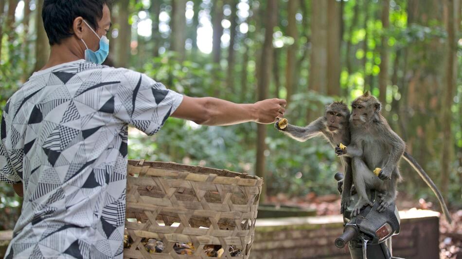 Mitarbeiter füttert Makaken im Sangeh Monkey Forest