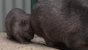 Wombat-Nachwuchs in Halle - Zoo feiert seltene Geburt