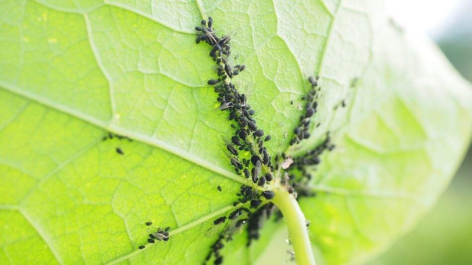 schädlinge im garten