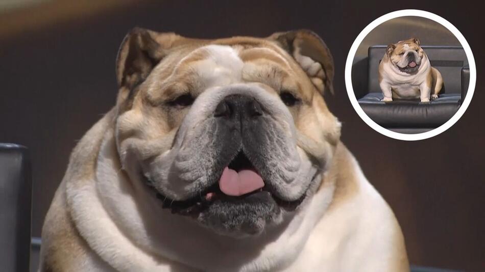 Bulldogge "Babydog"