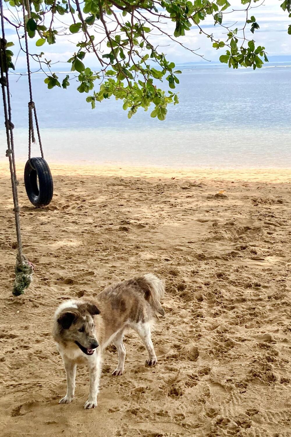 Straßenhund ist an einem Strand in Sanur auf Bali zu sehen