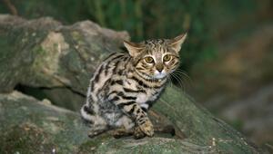 Eine Schwarzfußkatze sitzt auf einem Ast.