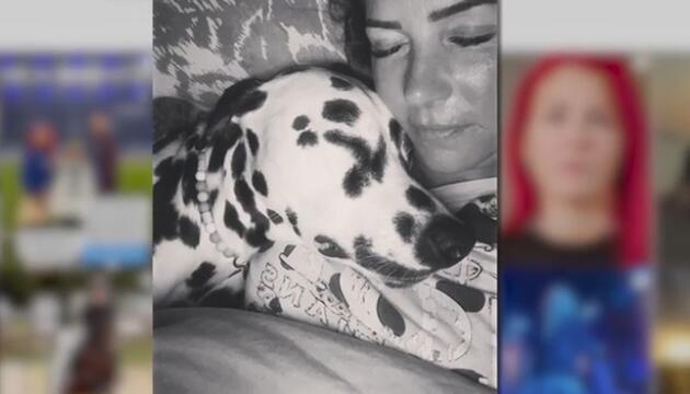 Trauer bei Dana und Dennis Diekmeier: Tragödie um vergiftete Hunde