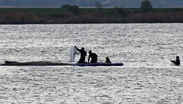 Rettungsaktion für den Buckelwal