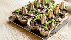 Einige Pflanzen profitieren vom Vorsäen auf der Fensterbank.