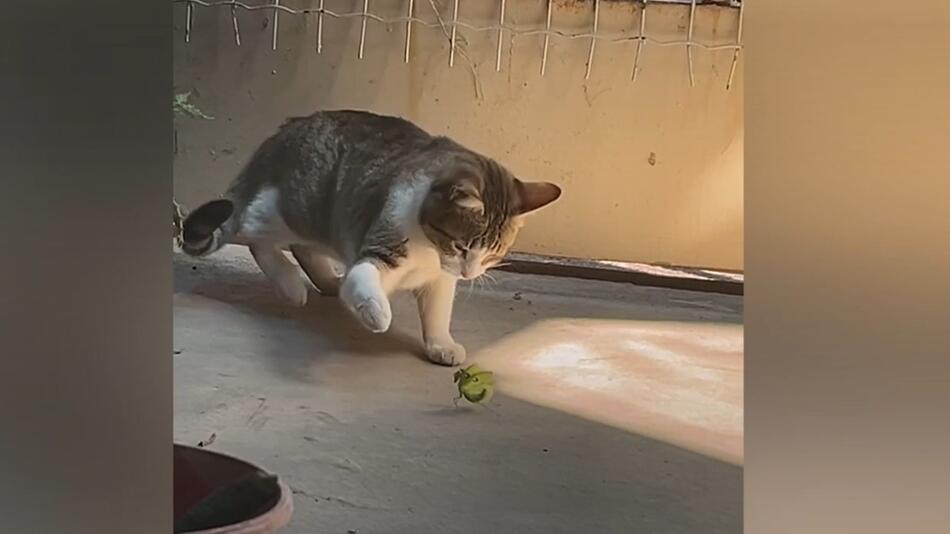 Katze gegen Gottesanbeterin