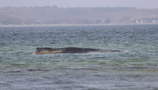 gestrandeter Buckelwal in der Ostsee