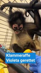 Klammeraffe Violeta gerettet