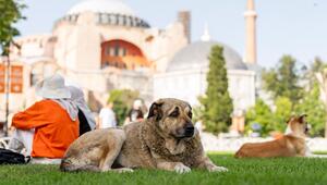 Streunende Hunde in der Türkei