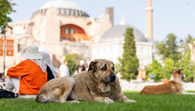 Streunende Hunde in der Türkei
