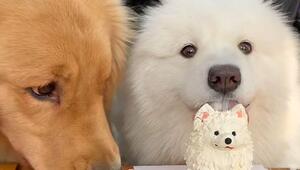 Hund bekommt Geburtstagskuchen – dann schnappt ein Golden Retriever zu