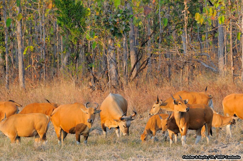 Banteng Rinder beim Grasen