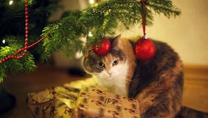 Katze sitzt unter einem geschmückten Weihnachtsbaum