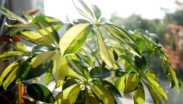 Zimmerpflanzen gesund durch den Winter bringen