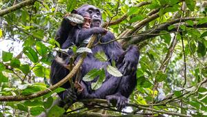 Schimpansenmutter und ihr Baby