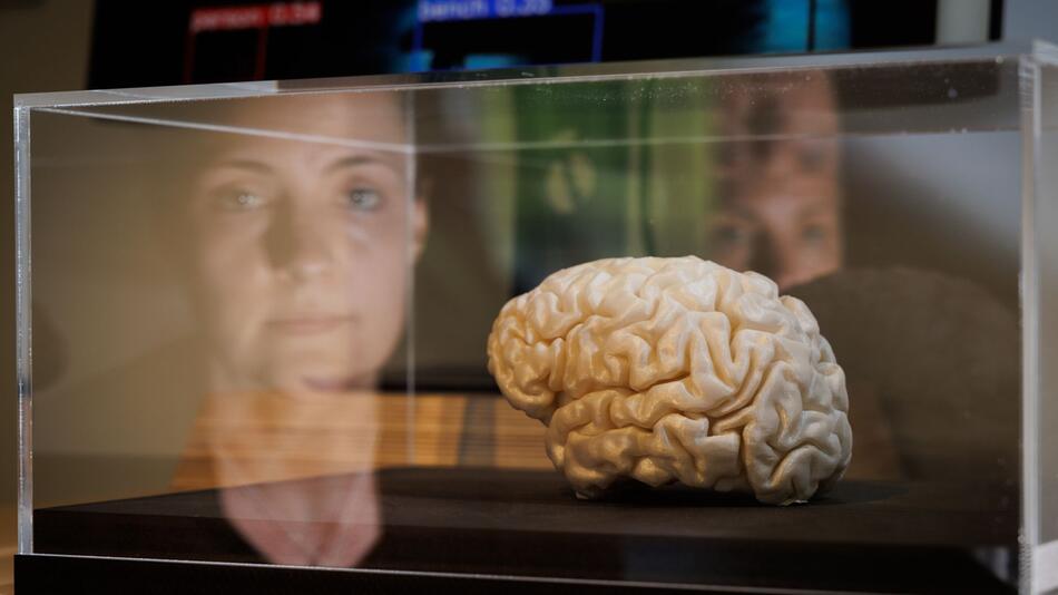 Eine Frau blickt auf eine Nachbildung eines menschlichen Gehirns