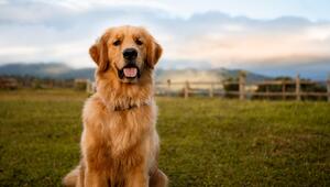 Ein Golden Retriever.