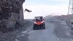 Schreckmoment am Berg: Ziege springt plötzlich auf fahrenden Buggy