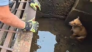 Rettung mit Hot Dog: Feuerwehr in Arkansas lockt Hund aus Gully