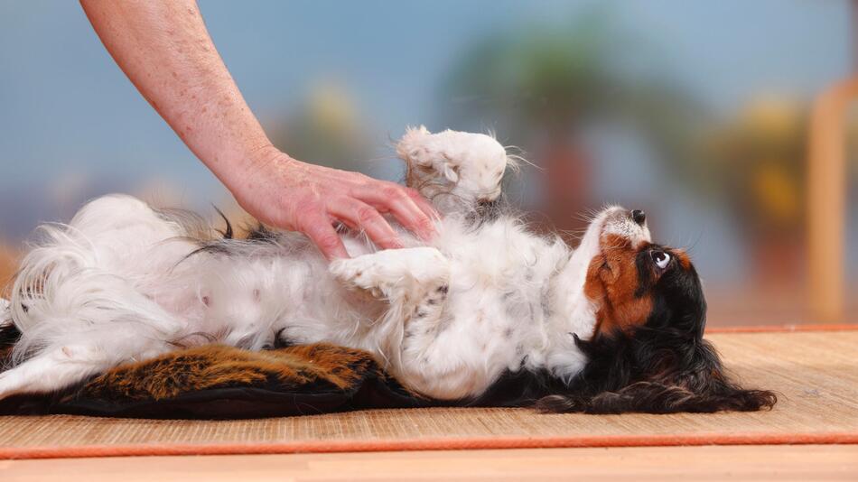 Hund wird am Bauch gekrault