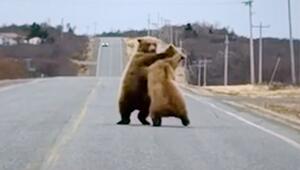 Straßensperre auf Pfoten: Zwei Bären raufen auf Highway in Alaska
