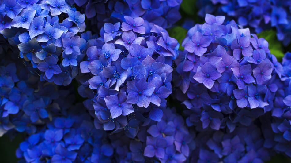 Hortensien blau färben