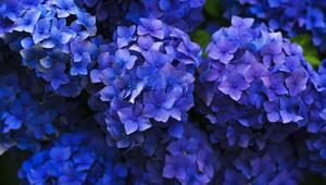 Hortensien blau färben