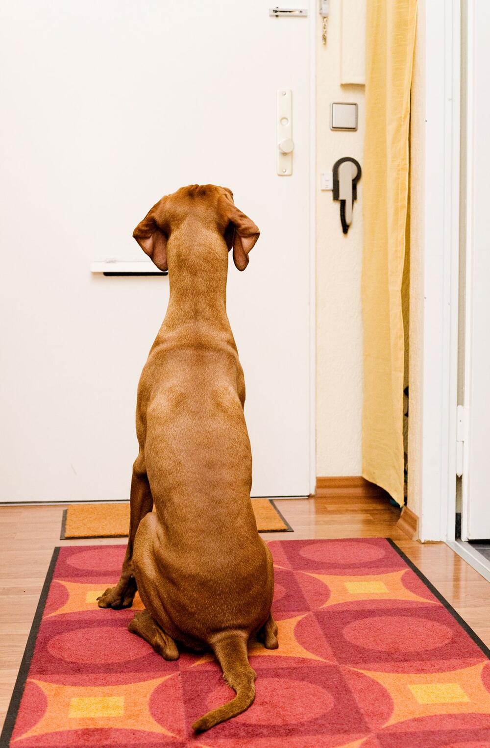 Ein Hund vor einer Haustür