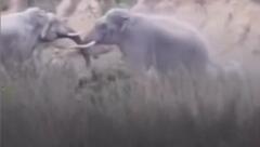 Splitternde Stoßzähne: Elefanten krachen in indischem Nationalpark aufeinander