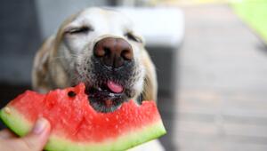Labrador Retriever isst mit appetitlichem Wassermelone aus den Händen.