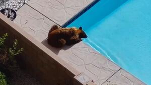 Durstiger Besucher: Bär schleicht sich in Garten und trinkt aus dem Pool