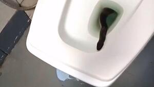 Schock beim Klogang: Schlange lauert Thailänderin in der Toilette auf